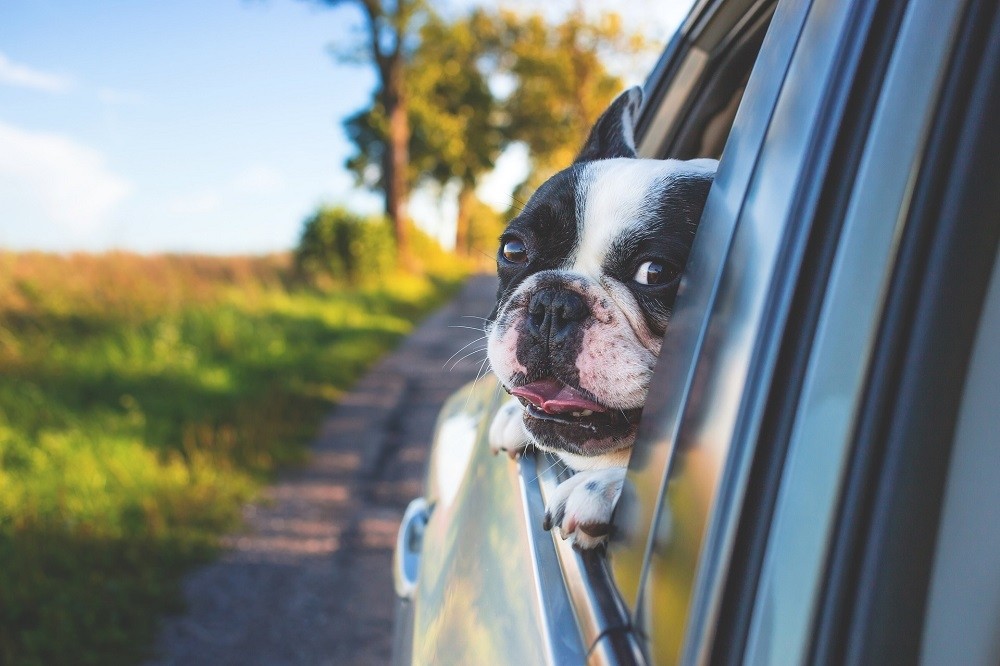 opdragelse Frank Worthley udstilling Resa med hunden i sommar? Här är 10 hundvänliga campingar! - Husvagn.se